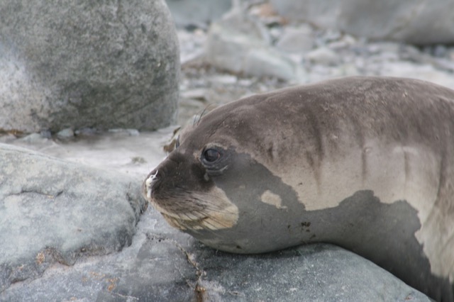 Elephant Seal