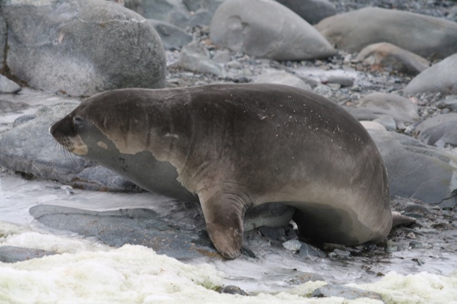 Elephant Seal trying so hard to get over this rock