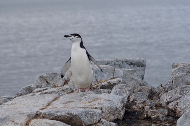 Chinstrap Penguin