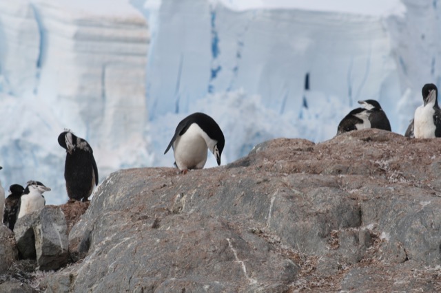 Chinstrap Penguins