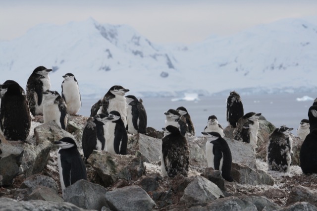 Chinstrap Penguin colony