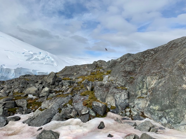 Lichen and Moss growing at Palaver Point