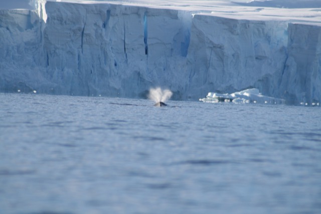More classic blow from a Humpback