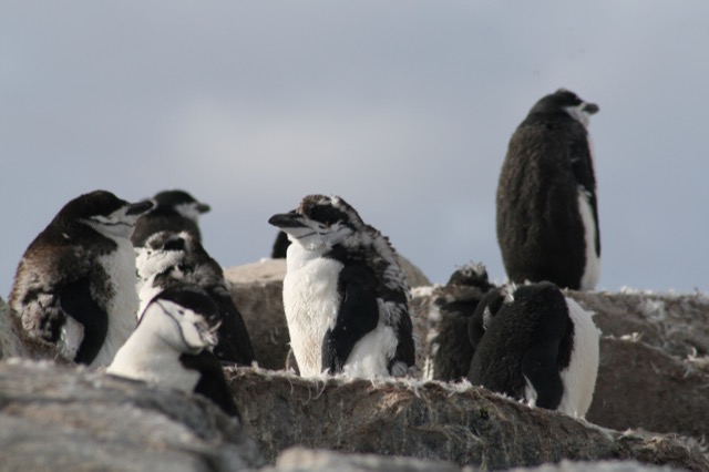 Super fuzzy Chinstrap Penguin...and he knows it.