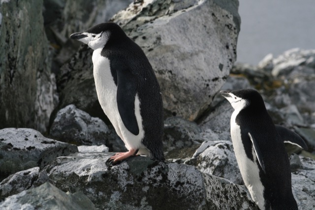 Chinstrap Penguins