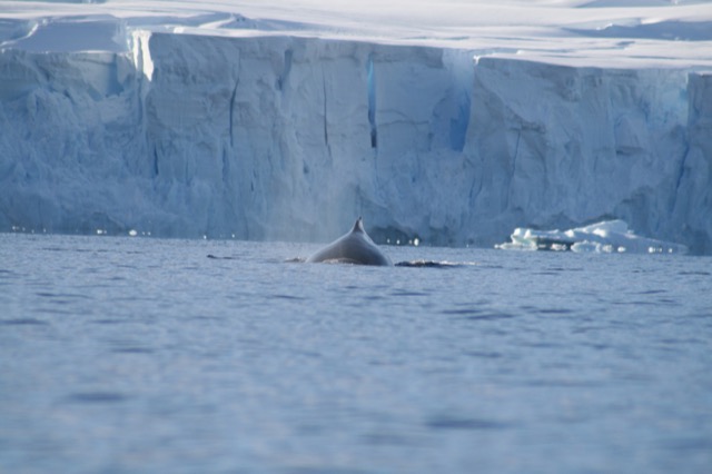 The hump of the humpback whale