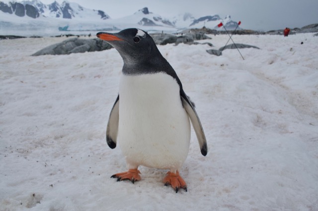 Gentoo Penguin