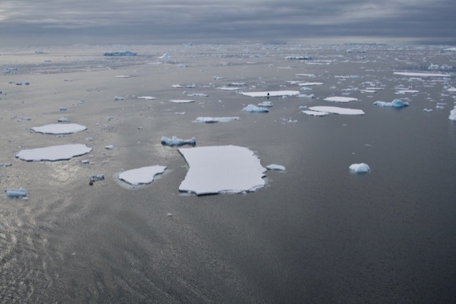 Another lone seal in a sea of ice