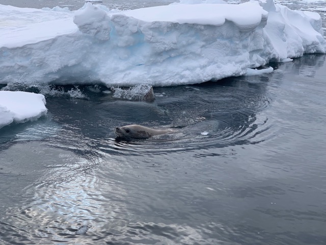 Swimming Crabeater Seal