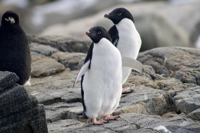 Adélie Penguin, posing for the camera
