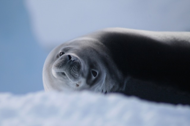 Hewro, friend. (Crabeater Seal)