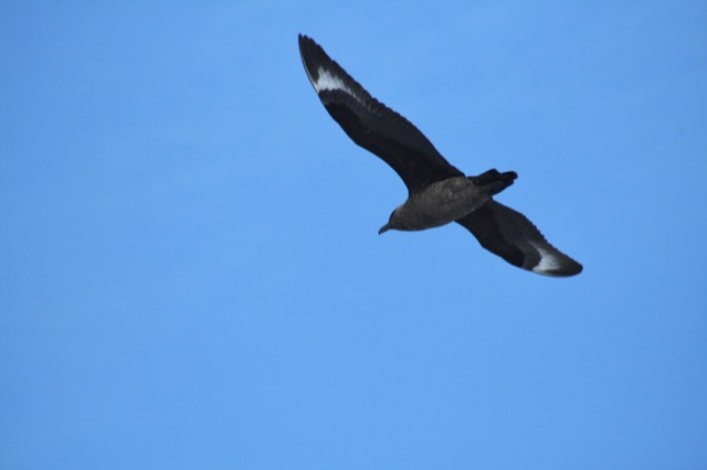Brown Skua flying