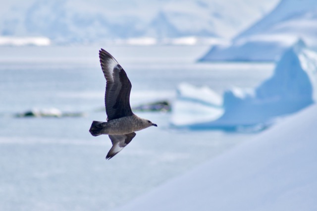 Brown Skua soaring