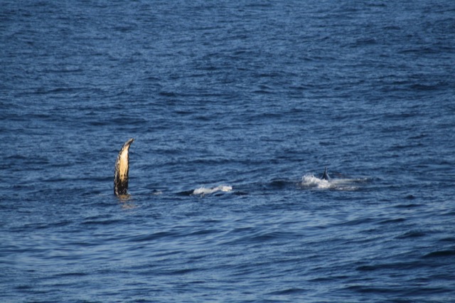One of the whales waving hi to our ship