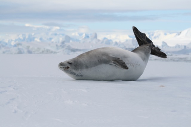 Crabeater Seal flexing