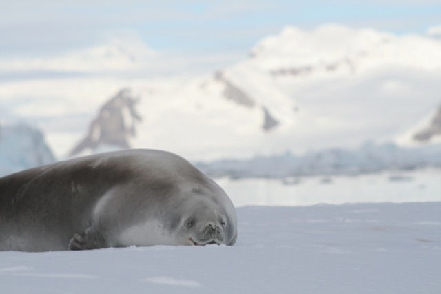 Crabeater Seal