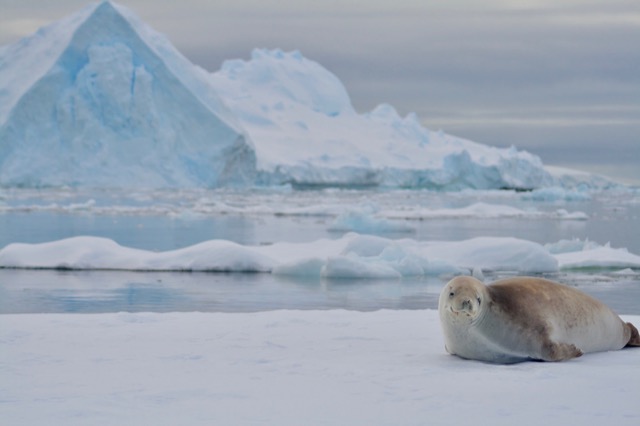 Woke Crabeater Seal