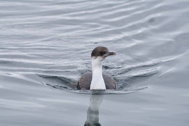 Juvenile Blue-eyed Cormorant