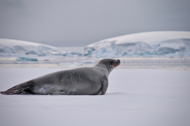 Crabeater Seal drooling after eating mouthfuls of Krill