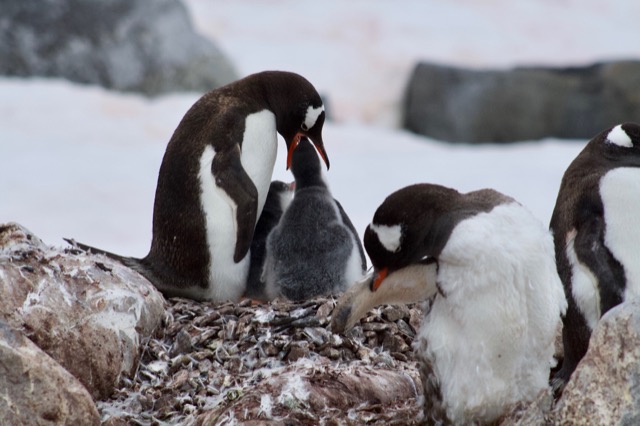 Penguin chick feeding