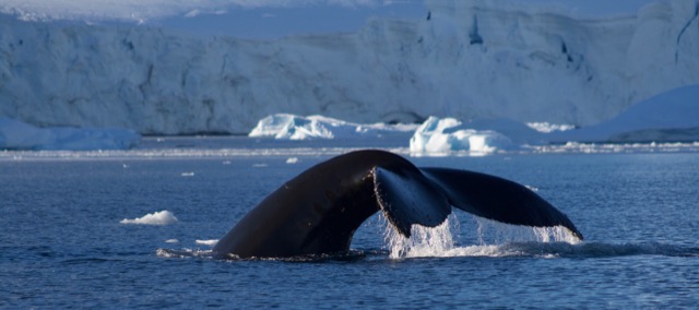 Humpback Whale diving