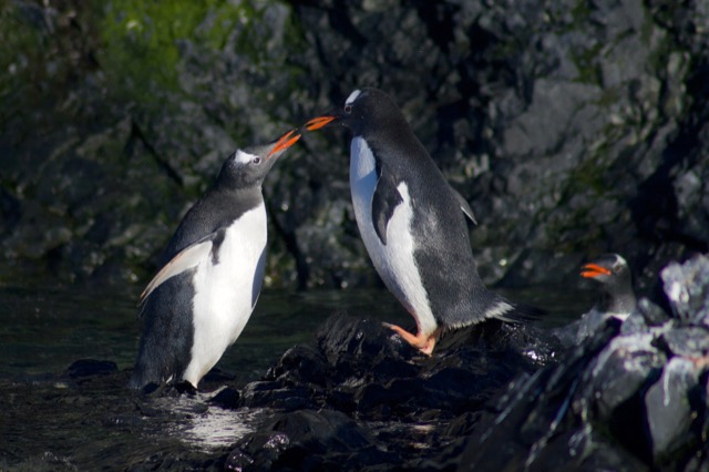 Gentoo Penguins