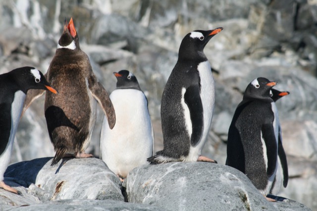 Gentoo Penguins