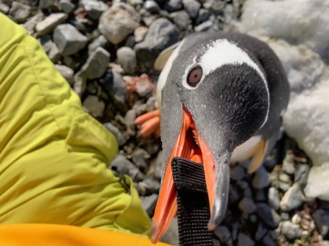 Inside the Penguin's mouth
