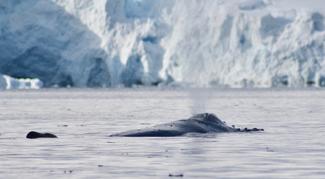 The humpback has two nostils