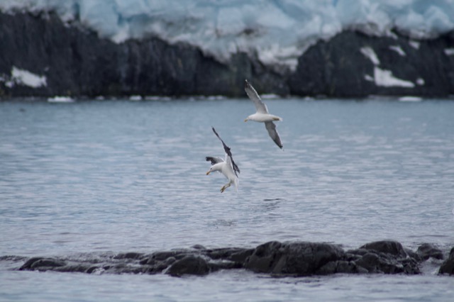 Kelp Gulls