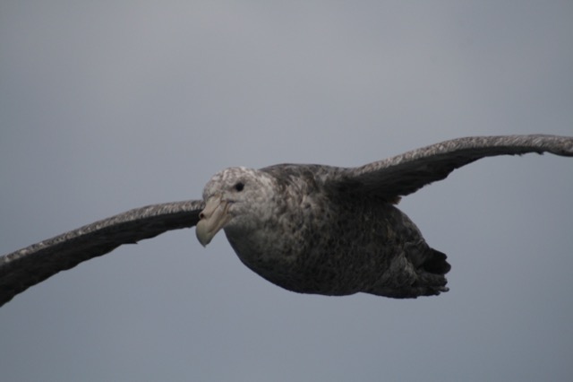 Our Albatross friend, up close and personal