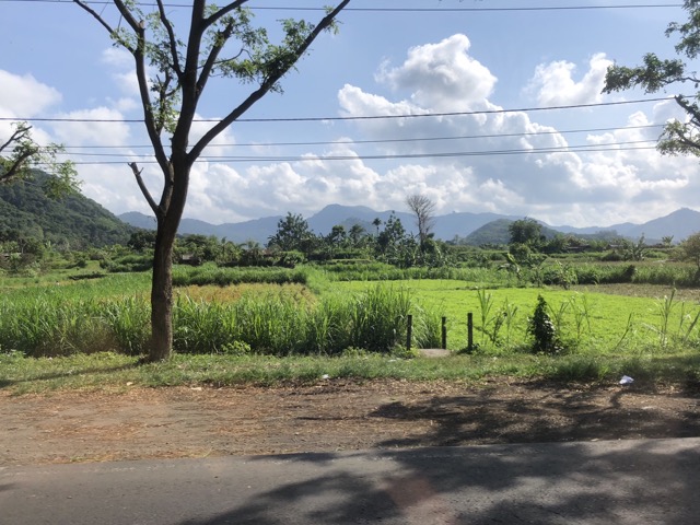 Rice fields