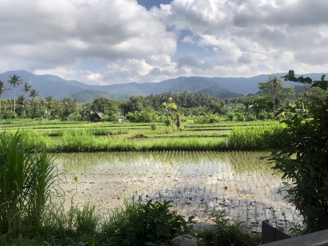 Rice fields
