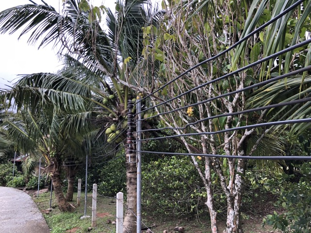 Phone lines along the road