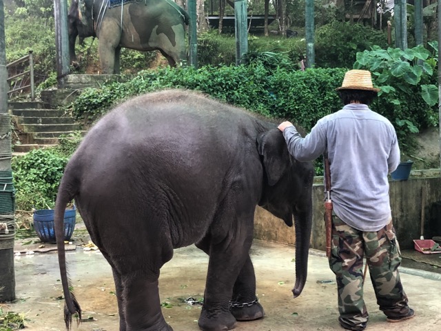 Baby elephant chained up :-(