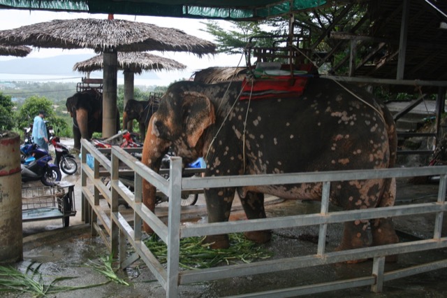 Another elephant ride place :-(