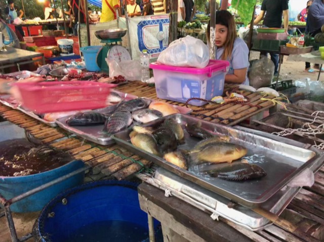 Lots of fish (Live!)