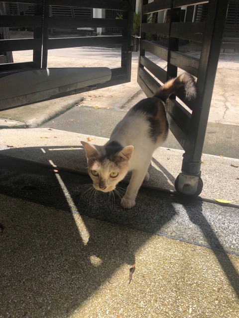 Another kitty by our AirBNB