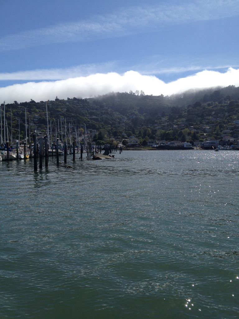Sea lions in Sausalito