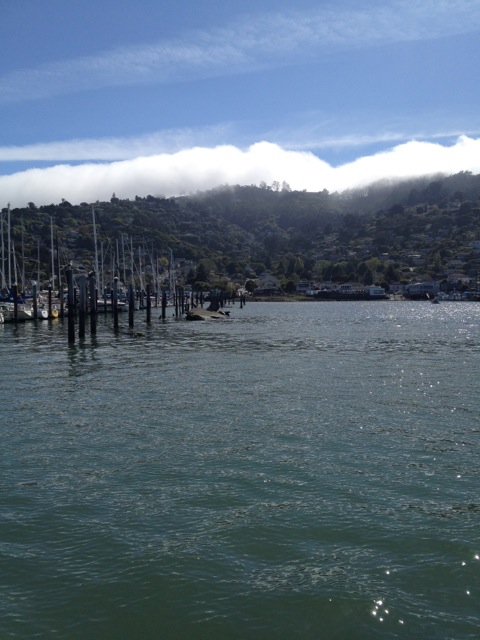 Sea lions in Sausalito