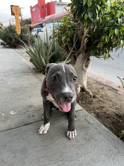 Cute puppy who hung out with us outside of the Dive Ninjas diveshop