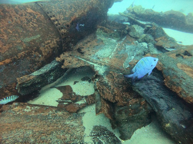 Shipwreck with fish
