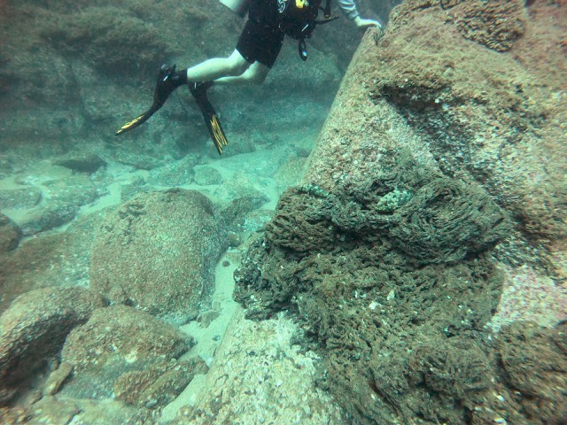 Do you see the fish hiding?