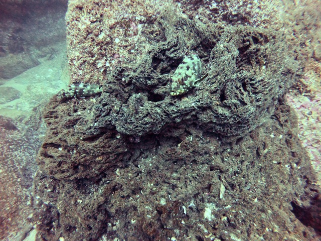 Cabezon (I think) hiding in the corral