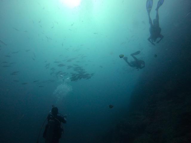 Saw several schools of fish all swimming together