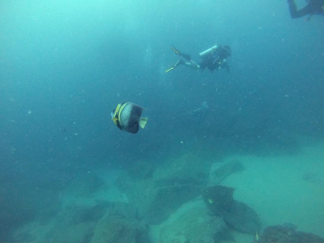 Cortez Angelfish (Pomacanthus zonipectus)