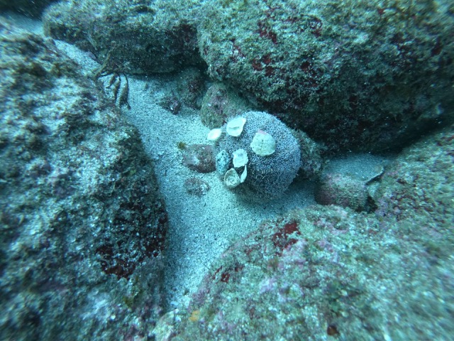 Rose flower urchin (Toxopneustes roseus)