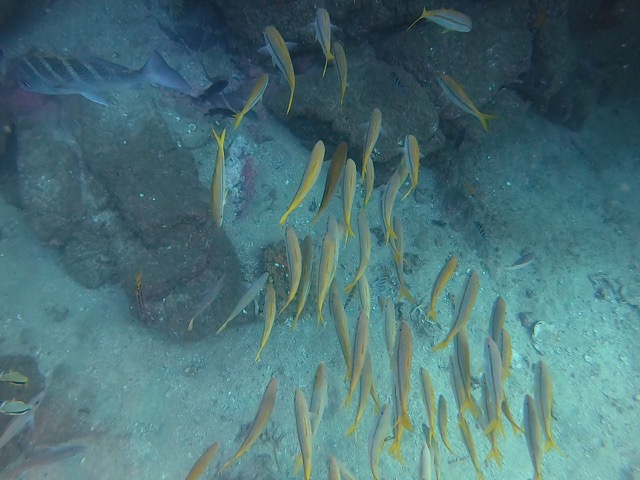 School of yellow fish