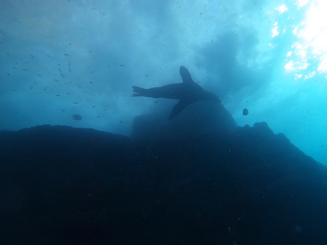 Sea lions playing in the surf at Sea Lion Rock