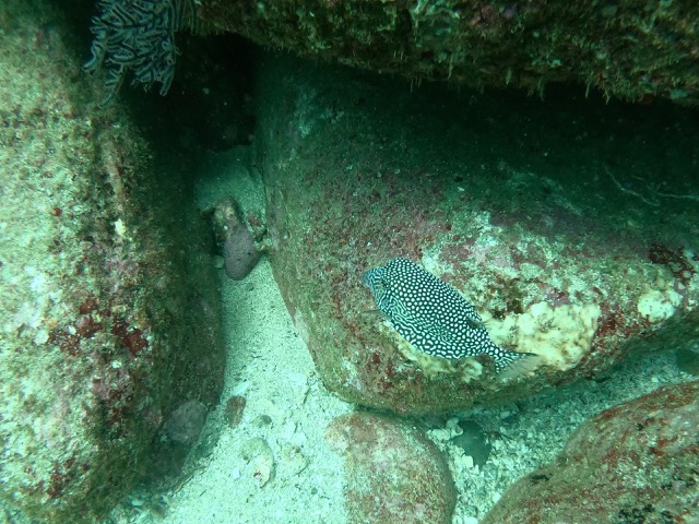 Guineafowl puffer (Arothron meleagris)